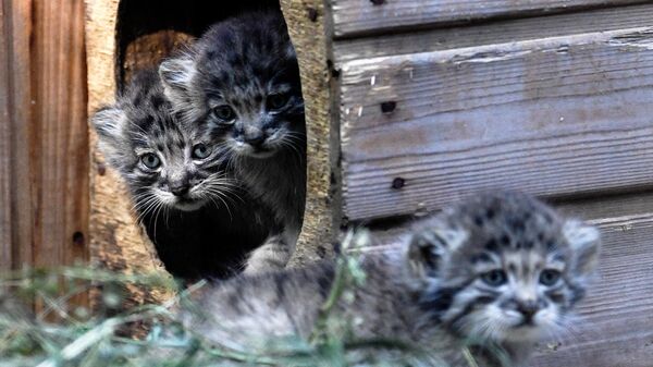 Краснокнижные котята манулы в Новосибирском зоопарке
